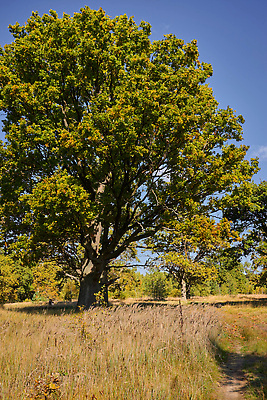 포토 JPG 해외이미지 나무 계절 도로 길 백그라운드 잎 밭 오렌지 자연 파노라마 풍경 사람없음 초록색 파란색 빛 컬러풀 햇빛 환경 맑음 가을 전원 신선 숲 큼 옛날 해외202310 해외포토 식물 컬러 농업 과일 교통시설 날씨 촬영기법 태양 전기에너지 크기 생태계 파일형식