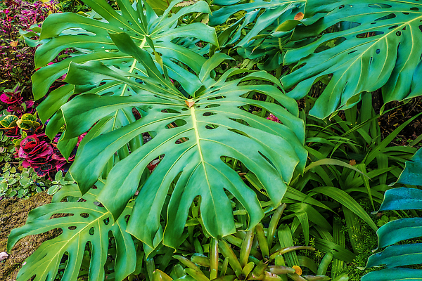 포토 JPG 해외이미지 나무 식물 공원 길 여행 백그라운드 잎 농업 자연 벽지 하늘 추상 풍경 사람없음 야외 목재 초록색 여름 뷰티 환경 정원 보라색 봄 성장 나뭇가지 신선 개화 숲 신비 질감 내추럴 양치류 해외202310 해외포토 계절 공공시설 꽃 산업 컬러 컨셉 무늬 재료 생태계 파일형식