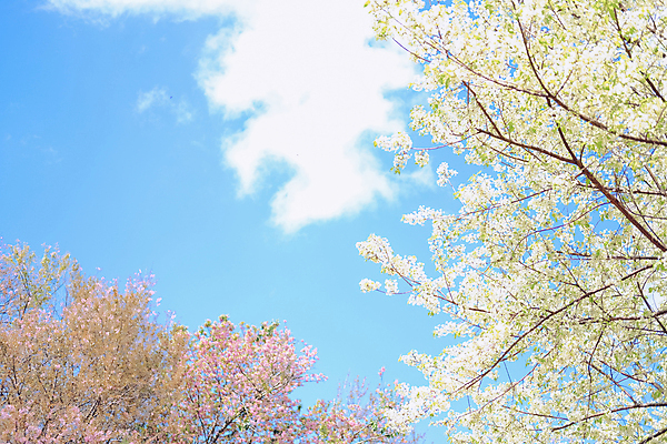포토 JPG 해외이미지 무료이미지 꽃 자연 하늘 풍경 사람없음 야외 봄 벚꽃 해외202310 해외포토 식물 계절 생태계 파일형식 무료콘텐츠