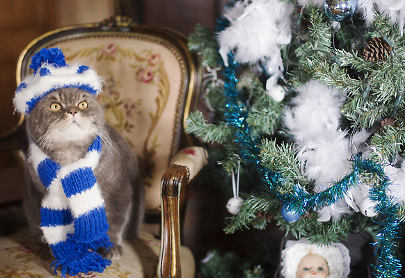 포토 JPG 해외이미지 옷 계절 백그라운드 크리스마스 겨울 장난 포유류 휴식 영국 새해 주택 털 실내 선물 앉기 사람없음 장식 빛 반려동물 뷰티 크리스마스트리 산타클로스 파티 고양이 회색 축하 유머 호기심 보케 솜털 해외202310 해외포토 동물 기념일 감정 유럽 컬러 컨셉 모션 이벤트 내부 건물 파일형식