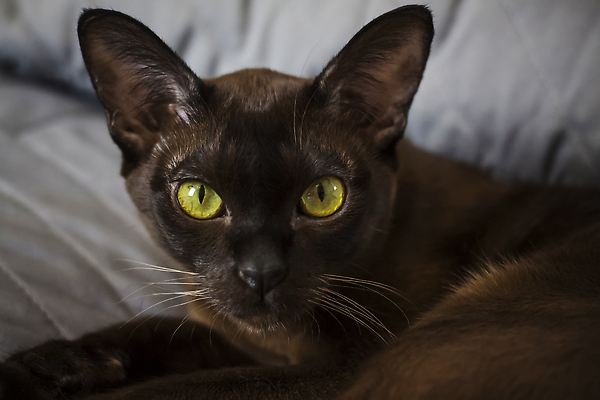 포토 JPG 해외이미지 응시 사람없음 갈색 귀여움 고양이 해외202310 해외포토 시선 컬러 컨셉 포유류 반려동물 파일형식