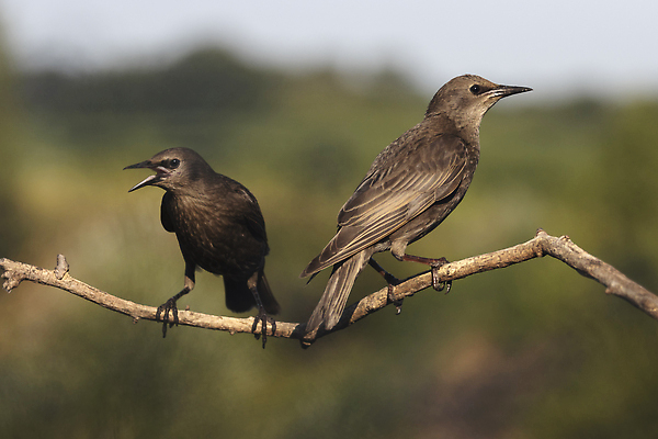 포토 JPG 해외이미지 나무 동물 공원 꽃 야생동물 컬러 무지개 자연 조류 생물 멕시코 사람없음 야외 빨간색 초록색 파란색 컬러풀 뷰티 노란색 환경 검은색 흰색 나뭇가지 보호 숲 작음 깃털 꼬리 부리 내추럴 니카라과 동물상 생태학 이국적 해외202310 해외포토 자연요소 식물 공공시설 교육 컨셉 북아메리카 조형물 남아메리카 크기 생태계 파일형식