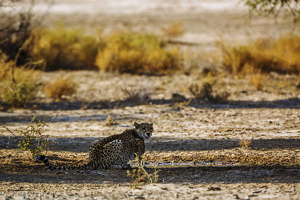 포토 JPG 해외이미지 동물 야생동물 포유류 아프리카 자연 국립공원 풍경 사람없음 야외 가로 관광지 사막 황무지 보호 사파리 서식지 치타 나미비아 남아프리카 보츠와나 보호구역 칼라하리 건조기후 해외202310 해외포토 공원 나라 여행 컨셉 생태계 구역 파일형식
