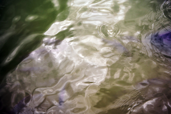 포토 JPG 해외이미지 동물 호수 백그라운드 이동 자연 표면 어류 사람없음 야외 물 수영 연못 질감 해외202310 해외포토 자연요소 컨셉 수중동물 수상스포츠 생태계 파일형식