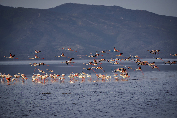포토 JPG 해외이미지 동물 유럽 호수 야생동물 분홍색 여행 백그라운드 자연 조류 사랑 서기 풍경 사람없음 야외 가로 빨간색 물 컬러풀 뷰티 반사 걷기 흰색 연못 그룹 플라밍고 깃털 부리 소금 내추럴 동물상 랜드마크 이국적 해외202310 해외포토 사이프러스공화국 자연요소 감정 나라 컬러 모션 조형물 생태계 파일형식
