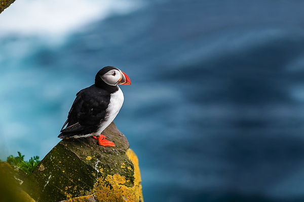포토 JPG 해외이미지 동물 꽃 야생동물 음식 바다 섬 여행 캐나다 조류 노르웨이 아이슬란드 풍경 사람없음 물 여름 수영 절벽 6월 빙하 아일랜드 식민지 피오르 펨브룩셔 해외202310 해외포토 자연요소 식물 계절 유럽 북아메리카 수상스포츠 날짜 지형 파일형식