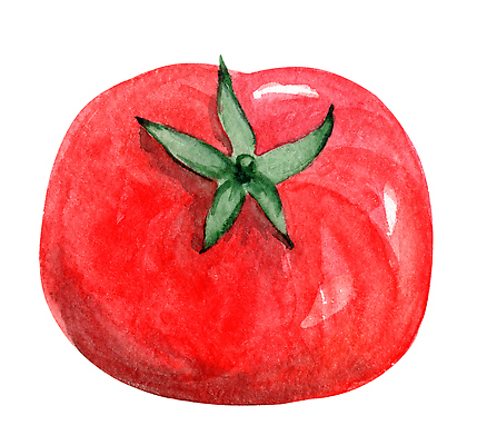 JPG 해외이미지 토마토 수채화 사람없음 빨간색 한개 꼭지 해외202310 해외일러스트 1 컬러 채소 파일형식