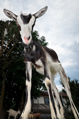 포토 JPG 해외이미지 동물 응시 여자 얼굴 분홍색 백그라운드 포유류 자연 하늘 염소 털 사람없음 야외 파란색 뷰티 농장 머리 귀걸이 검은색 가축 흰색 시골 점 소 큼 코 귀 기르기 해외202310 해외포토 시선 컬러 농업 장신구 사람 신체부위 크기 생태계 돌봄 파일형식