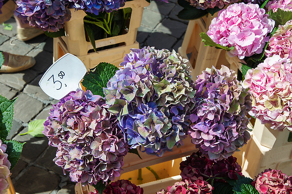 포토 JPG 해외이미지 식물 계절 꽃 분홍색 컬러 꽃다발 백그라운드 잎 꽃무늬 비즈니스 자연 거리 선물 사람없음 야외 장식 초록색 파란색 컬러풀 햇빛 뷰티 상점 정원 보라색 봄 벚꽃 신선 개화 시장 닫기 수국 내추럴 매각 파스텔톤 해외202310 해외포토 무늬 모션 태양 생태계 파일형식