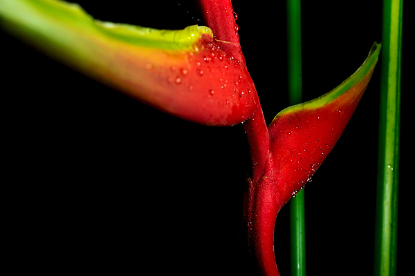 포토 JPG 해외이미지 식물 꽃 컬러 백그라운드 꽃무늬 자연 매달리기 사람없음 빨간색 초록색 뷰티 검은색 벚꽃 닫기 바닷가재 열대우림 고립 이국적 집게발 파라다이스 해외202310 해외포토 무늬 모션 숲 가재 생태계 파일형식