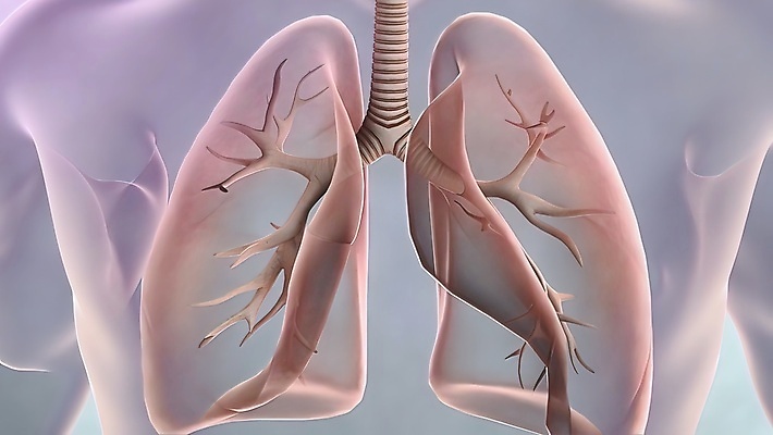 포토 JPG 해외이미지 무료이미지 건강 사람없음 건강관리 허파 해외202310 해외포토 관리 호흡기관 파일형식 무료콘텐츠