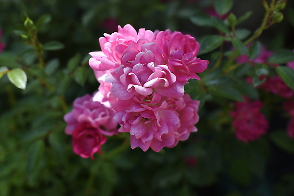포토 JPG 해외이미지 식물 꽃잎 꽃 분홍색 컬러 백그라운드 잎 꽃무늬 자연 추상 사랑 사람없음 장식 빨간색 초록색 물 여름 뷰티 장미 정원 봄 낭만 젖음 벚꽃 물방울 신선 그룹 달콤 떨어짐 기름 이슬 작음 원예 질감 열정 내추럴 많음 해외202310 해외포토 자연요소 계절 감정 음식 컨셉 무늬 취미 맛 크기 생태계 파일형식