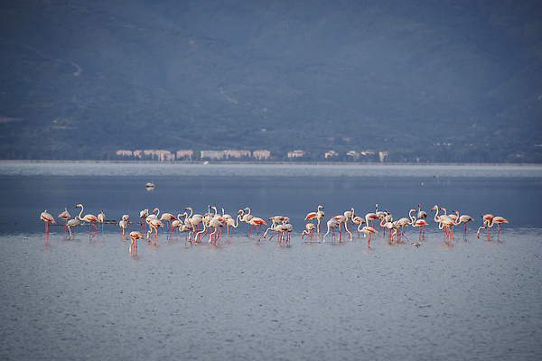 포토 JPG 해외이미지 동물 유럽 호수 야생동물 분홍색 여행 백그라운드 자연 조류 사랑 서기 풍경 사람없음 야외 가로 빨간색 물 컬러풀 뷰티 반사 걷기 흰색 연못 그룹 플라밍고 깃털 부리 소금 내추럴 동물상 랜드마크 이국적 해외202310 해외포토 사이프러스공화국 자연요소 감정 나라 컬러 모션 조형물 생태계 파일형식