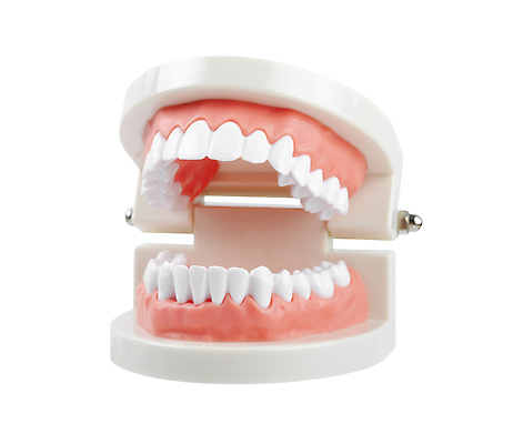 포토 JPG 해외이미지 무료이미지 치과 사람없음 모형 치아 치아모형 치아건강 해외202310 해외포토 건강 병원 소화기관 파일형식 무료콘텐츠