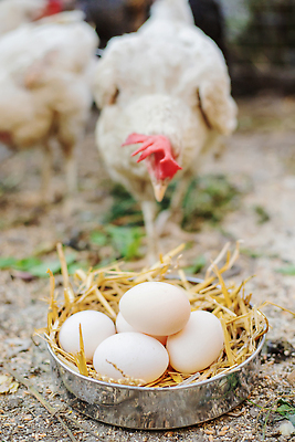 포토 JPG 해외이미지 전통 접시 음식 백그라운드 농업 다이어트 재료 자연 조류 주택 건강 요리 사람없음 농장 갈색 바구니 치킨 봄 껍질 축하 신선 그룹 둥지 볏짚 농부 상품 큼 유기농 부활절계란 날것 지역 솜털 밀짚 내추럴 단백질 암탉 핸드메이드 해외202310 해외포토 동물 직업 식기 웰빙 계절 산업 컬러 컨셉 부활절 건물 계란 닭 짚 크기 암컷 생태계 닭고기요리 영양소 파일형식