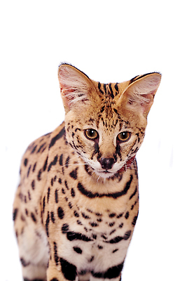 포토 JPG 해외이미지 한마리 포유류 사람없음 흰배경 살쾡이 표범무늬 해외202310 해외포토 동물 1 백그라운드 무늬 흰색 파일형식