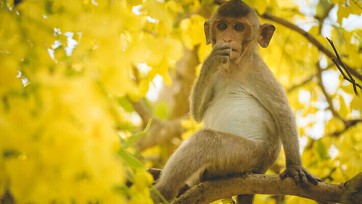 포토 JPG 해외이미지 나무 식물 동물 계절 꽃 행복 야생동물 어린이 백그라운드 포유류 가족 태국 털 매달리기 동물원 앉기 사람없음 갈색 노란색 정원 동남아시아 봄 벚꽃 나뭇가지 원숭이 아기 숲 작음 샤워실 해외202310 해외포토 감정 아시아 컬러 관계 모션 사람 크기 샤워시설 파일형식