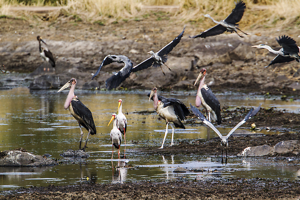 포토 JPG 해외이미지 동물 야생동물 아프리카 자연 조류 국립공원 사람없음 가로 그룹 보호 사파리 물새 남아프리카 보호구역 황새 크루거 해외202310 해외포토 공원 나라 컨셉 생태계 남아프리카공화국 구역 파일형식