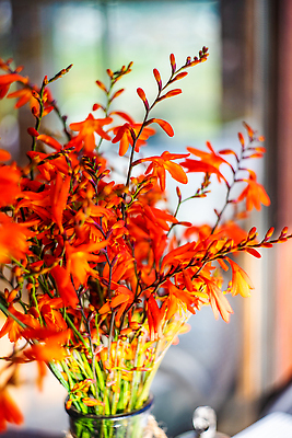 포토 JPG 해외이미지 식물 꽃잎 꽃 꽃다발 꽃무늬 자연 탁자 사람없음 내부 장식 빨간색 여름 꽃병 방 백합 해외202310 해외포토 계절 컬러 가구 무늬 생태계 파일형식