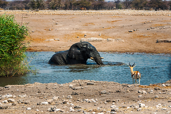 포토 JPG 해외이미지 동물 공원 음료 야생동물 포유류 아프리카 자연 놀이 초식동물 코끼리 건조 수영장 국립공원 성인 사람없음 물 힘 회색 젖음 사막 마시기 황무지 보호 큼 사파리 영양 분무기 진흙 상아 멸종 내추럴 나미비아 사바나 초식 해외202310 해외포토 자연요소 공공시설 나라 컬러 컨셉 모션 사람 크기 생태계 남아프리카 파일형식