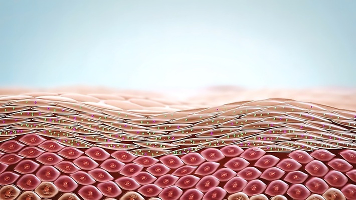 포토 JPG 해외이미지 여자 얼굴 신체 일러스트 해부 건조 건강 사람없음 그래픽 치료 뷰티 화장품 거친 주름 균열 보호 질병 피부 만족 피부관리 생물학 부드러움 문제 내추럴 여드름 돌봄 수분크림 완벽 자외선 해로움 노화 해외202310 해외포토 교육 감정 컨셉 의학 모션 사람 신체부위 감각 파일형식