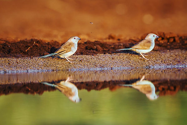 포토 JPG 해외이미지 동물 야생동물 아프리카 자연 조류 국립공원 사람없음 야외 옆모습 가로 관광지 반사 보호 사파리 남아프리카 보츠와나 보호구역 크루거 해외202310 해외포토 공원 나라 뷰포인트 여행 컨셉 생태계 남아프리카공화국 구역 파일형식