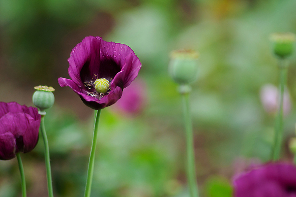 포토 JPG 해외이미지 식물 꽃잎 꽃 컬러 백그라운드 잎 꽃무늬 자연 사람없음 야외 초록색 파란색 컬러풀 햇빛 뷰티 정원 보라색 놀람 봄 회색 벚꽃 신선 개화 닫기 원예 양귀비 내추럴 해외202310 해외포토 계절 감정 무늬 모션 표정 취미 태양 생태계 파일형식