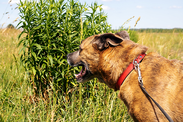 포토 JPG 해외이미지 동물 라이프스타일 공원 행복 컨셉 포유류 자연 서기 사람없음 야외 반려동물 일몰 하이킹 가을 관찰 기다림 개 강아지 숲 버리기 주인 송곳니 추적 떠남 해외202310 해외포토 계절 공공시설 감정 모션 레저 생활 노을 치아 생태계 파일형식