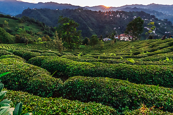 포토 JPG 해외이미지 나무 백그라운드 잎 밭 산 주택 사람없음 초록색 태양 농장 마을 맑음 신선 녹차 유기농 해외202310 해외포토 자연요소 식물 웰빙 컬러 농업 날씨 건물 차_음료 파일형식