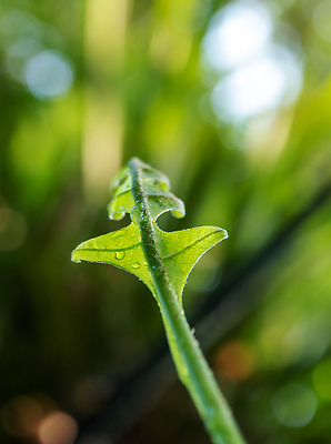 포토 JPG 해외이미지 식물 잎 패턴 자연 사람없음 야외 초록색 햇빛 환경 정원 성장 신선 소프트포커스 숲 보케 자연백그라운드 내추럴 생태학 양치류 카피스페이스 그리너리 해외202310 해외포토 교육 컬러 백그라운드 무늬 촬영기법 태양 공백 생태계 파일형식 트랜드컬러