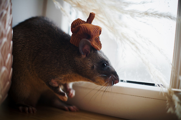 포토 JPG 해외이미지 동물 디자인 야생동물 여행 백그라운드 창문 포유류 아프리카 생물 수염 주택 종류 사람없음 내부 장식 반려동물 놀람 방 회색 덮개 도움 고급 야간 쥐 설치류 큼 꼬리 냄새 거인 보닛 캡모자 탐지 특별함 해외202310 해외포토 자연요소 모자_잡화 감정 나라 컬러 컨셉 자동차 표정 건물 뚜껑 크기 파일형식