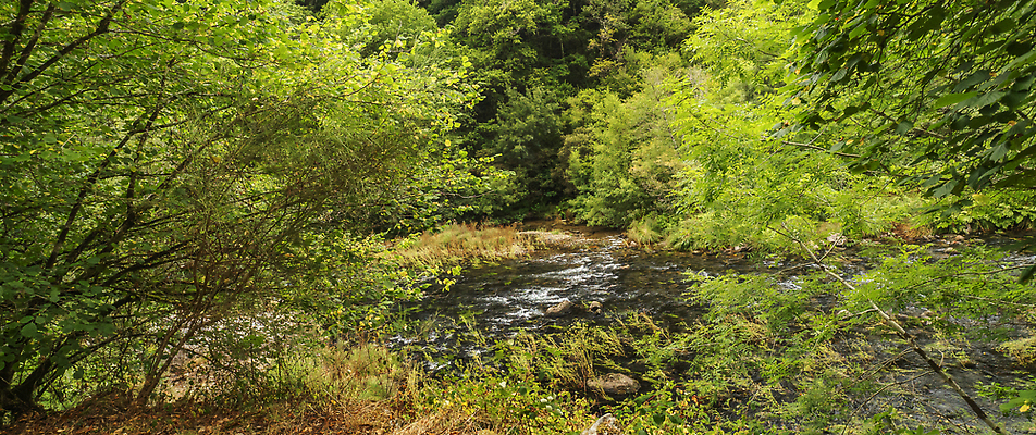 포토 JPG 해외이미지 나무 식물 계절 공원 야생동물 자연 휴식 풍경 사람없음 야외 물 강 환경 계곡 침묵 고요 다양 흐름 전원 시골 개울 스페인 숲 열대우림 환경보전 생태계 생물학 기후변화 민물 삼림지대 해외202310 해외포토 자연요소 동물 공공시설 교육 유럽 다수 컨셉 날씨 소리 변화 전기에너지 사회이슈 파일형식