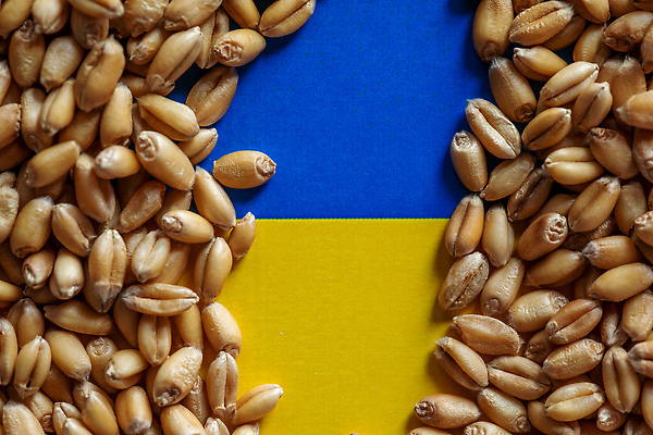 포토 JPG 해외이미지 식물 음식 백그라운드 지도 농업 건강 옥수수 씨앗 한명 여름 파란색 농작물 노란색 평화 희망 자유 수확 수비 공격 낟알 충돌 시리얼 밀 전쟁 러시아 문제 애국심 숙성 연대 우크라이나 위기 지원 해외202310 해외포토 1 계절 감정 유럽 산업 컬러 컨셉 모션 곡류 사람 파일형식