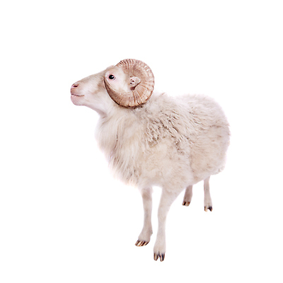 포토 JPG 해외이미지 한마리 사람없음 흰배경 산양 해외202310 해외포토 1 백그라운드 흰색 양 멸종위기동물 파일형식