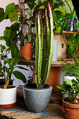 포토 JPG 해외이미지 화분 화초 사람없음 원예 해외202310 해외포토 식물 취미 파일형식