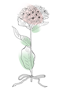 포토 JPG 해외이미지 식물 디자인 꽃잎 꽃 선 컬러 꽃다발 결혼 백그라운드 컨셉 꽃무늬 일러스트 자연 추상 사랑 미술 사람없음 그래픽 장식 뷰티 머리 유행 정원 검은색 낭만 흰색 나뭇가지 신용카드 개화 우아함 스케치 수집 문신 심볼 사인 싱글 심플 윤곽 내추럴 고립 스타일 반복 해외202310 해외일러스트 나무 감정 무늬 문화예술 이벤트 신체부위 금융 생태계 파일형식