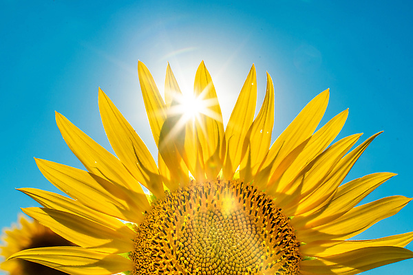 포토 JPG 해외이미지 모양 식물 디자인 꽃잎 꽃 행복 음식 컬러 잎 꽃무늬 밭 농업 자연 해바라기 사람없음 여름 파란색 세트 컬러풀 세계 태양 뷰티 노란색 정원 봄 성장 벚꽃 개화 중앙 수분 수집 꽃집 원예 지역 내추럴 강렬 수집가 엘리먼트 국경 해외202310 해외포토 자연요소 직업 계절 감정 산업 무늬 취미 상점 생태계 파일형식