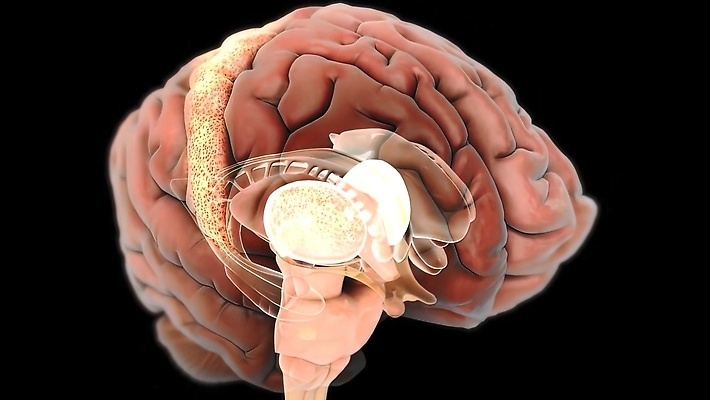 포토 JPG 해외이미지 텍스트 해부 사람 성인 사람없음 내부 3D 투명 오르간 신장 허파 척추 간 되감기 해외202310 해외포토 의학 뼈 장기_의학 건반악기 비뇨기관 호흡기관 디지털합성 파일형식