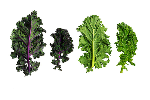 포토 JPG 해외이미지 건강 사람없음 초록색 신선 케일 해외202310 해외포토 컬러 채소 파일형식