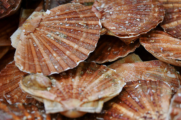 포토 JPG 해외이미지 동물 전통 접시 영어 음식 바다 패턴 재료 조개 건강 어류 요리 동양인 사람없음 갈색 식당 얼음 식사 저녁식사 프랑스 껍질 신선 오픈 시장 먹기 해산물 질감 날것 가리비 대서양 공평 내추럴 프랑스어 점심식사 노르망디 채널 맛있는 해외202310 해외포토 자연요소 문자 식기 유럽 컬러 무늬 모션 어패류 인종 상점 수중동물 파일형식