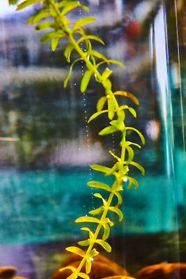 포토 JPG 해외이미지 식물 백그라운드 자연 사람없음 초록색 물 거품 소프트포커스 박물관 탱크 캘리포니아 샌프란시스코 해외202310 해외포토 자연요소 컬러 촬영기법 미국 생태계 파일형식