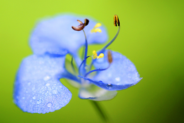 포토 JPG 해외이미지 식물 꽃잎 꽃 야생동물 자연 국립공원 사람없음 야외 뷰티 환경 봄 벚꽃 신선 개화 스페인 보호 환경보전 꽃가루 꽃수술 보호구역 취급주의 해외202310 해외포토 동물 계절 공원 유럽 컨셉 경고 가루 사회이슈 생태계 구역 파일형식