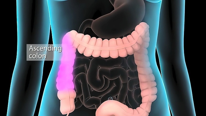 포토 JPG 해외이미지 디자인 과학 백그라운드 신체 일러스트 해부 건강 사람 사람없음 내부 약 오르간 플랫 질병 작음 큼 만화 생물학 운하 시스템 고립 돌봄 복근 현실 해외202310 교육 의학 모션 근육 건반악기 크기 파일형식