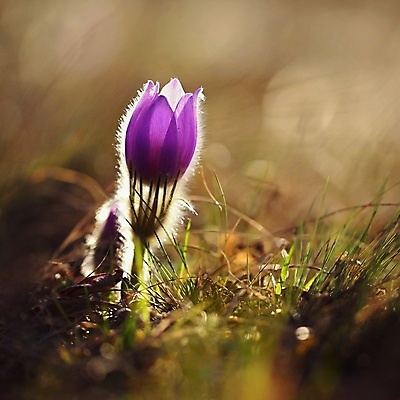 포토 JPG 해외이미지 식물 무료이미지 꽃 자연 사람없음 야외 아웃포커스 봄 개화 꽃봉오리 해외202310 해외포토 계절 촬영기법 생태계 파일형식 무료콘텐츠