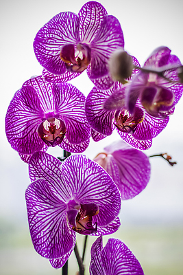 포토 JPG 해외이미지 식물 디자인 계절 꽃잎 꽃 백그라운드 꽃무늬 밭 자연 사람없음 야외 여름 컬러풀 뷰티 환경 정원 봄 성장 흰색 신선 개화 호랑이 난초 해외202310 해외포토 컬러 무늬 농업 포유류 생태계 파일형식