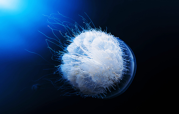 포토 JPG 해외이미지 바다 여행 자연 어류 풍경 사람없음 물 뷰티 스노클링 잠수부 다이빙 해외202310 해외포토 자연요소 수영 수중동물 수상스포츠 전문직 생태계 수중스포츠 파일형식