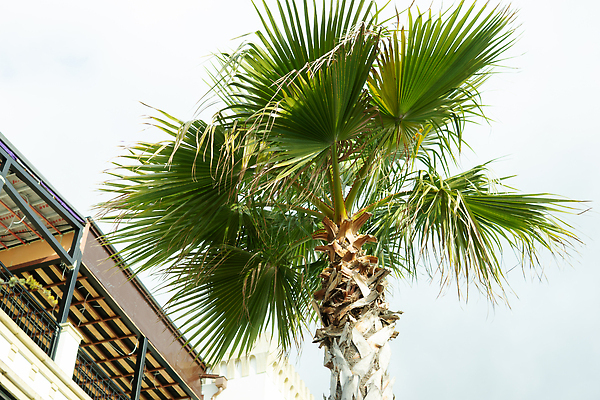 포토 JPG 해외이미지 나무 식물 섬 백그라운드 잎 패턴 자연 하늘 추상 손바닥 사람없음 야외 장식 초록색 여름 파란색 컬러풀 야자수 햇빛 정원 줄무늬 성장 신선 부채 숲 큼 열대우림 생태계 질감 문학 내추럴 엘리먼트 열대기후 이국적 카피스페이스 그리너리 해외202310 해외포토 손 계절 컬러 무늬 태양 공백 크기 파일형식 트랜드컬러