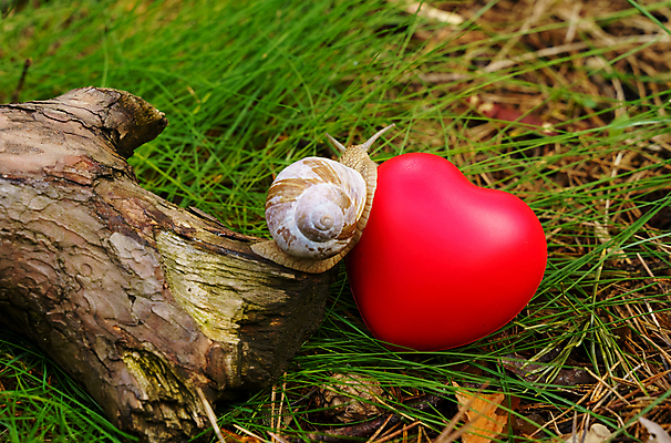 포토 JPG 해외이미지 무료이미지 자연 사랑 사람없음 야외 자연보호 환경 하트 숲 오브젝트 달팽이 해외202310 해외포토 모양 감정 연체동물 보호 생태계 파일형식 무료콘텐츠