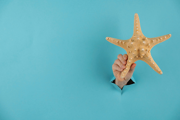 포토 JPG 해외이미지 모양 동물 손 배너 계절 여자 별 바다 여행 백그라운드 손가락 자연 휴가 조개 휴식 불가사리 연체동물 어류 해변 사람없음 장식 물 여름 파란색 여행객 우주 껍질 잡기 구멍 브레이크 오브젝트 질감 판지 카피스페이스 해외202310 해외포토 자연요소 컬러 컨셉 모션 어패류 극피동물 무척추동물 사람 신체부위 수중동물 공백 생태계 파일형식