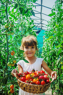 포토 JPG 해외이미지 식물 백인 손 행복 어린이 음식 컬러 잎 농업 토마토 채소 자연 주택 건강 관리 한명 사람 빨간색 여름 농작물 농장 바구니 정원 성장 시골 신선 잡기 맛 수집 먹기 유기농 원예 보여주기 비타민 공유 바이오 숙성 온실 초보 많음 카피스페이스 해외202310 해외포토 서양인 1 웰빙 계절 감정 산업 컨셉 모션 취미 건물 신체부위 공백 생태계 영양소 파일형식
